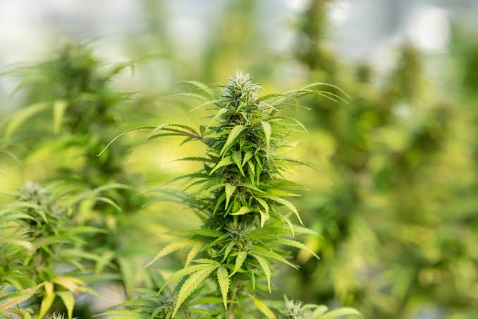 endocannabinoid system cbd interaction